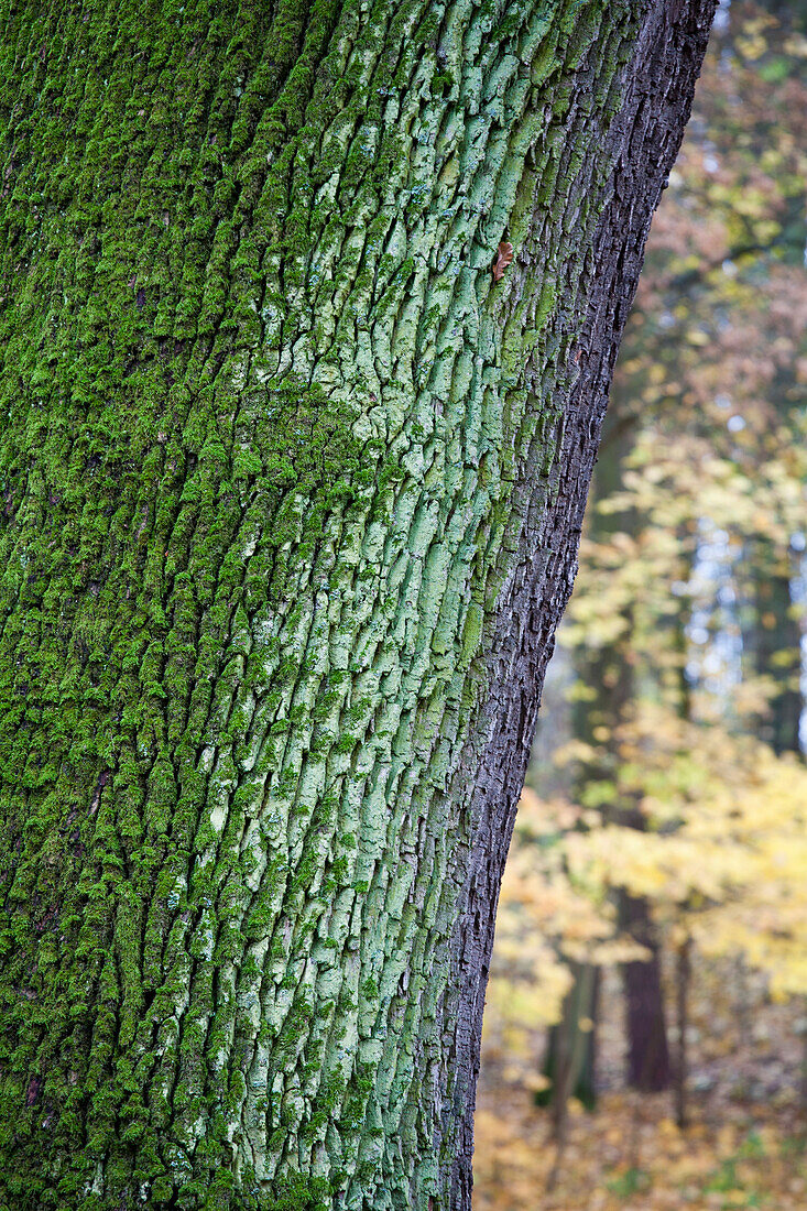Bark of an oak tree in the grounds of castle Werneck, Unterfranken, Lower Franconia, Bavaria, Germany