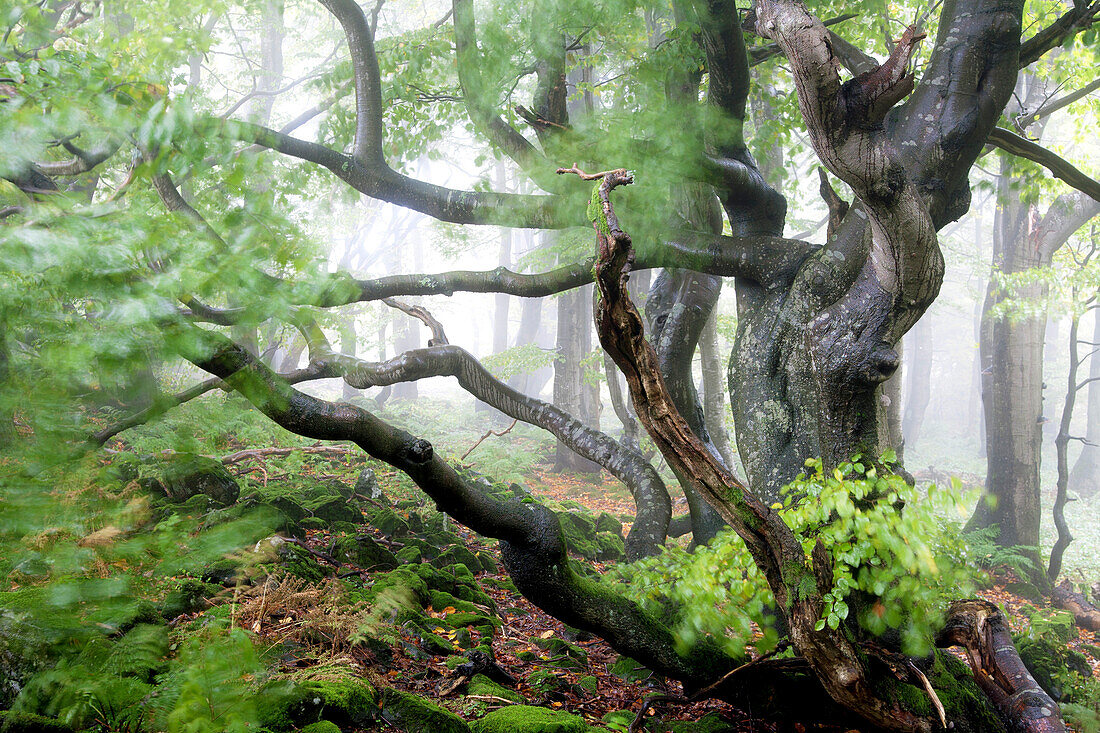 Old beech, Rhoen Biosphere Reserve, Bavarian Rhoen Nature Park, Bavaria, Germany