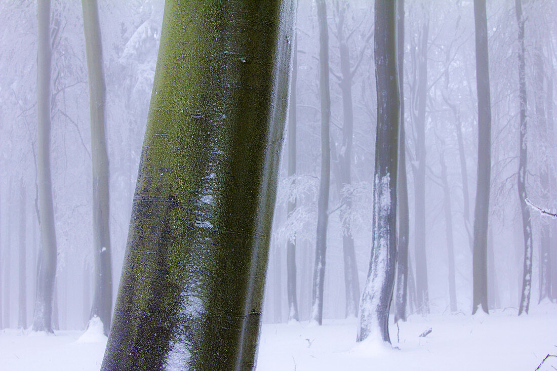 Wintry beech forest, Meissner - Kaufunger Wald nature park, North Hesse, Hesse, Germany