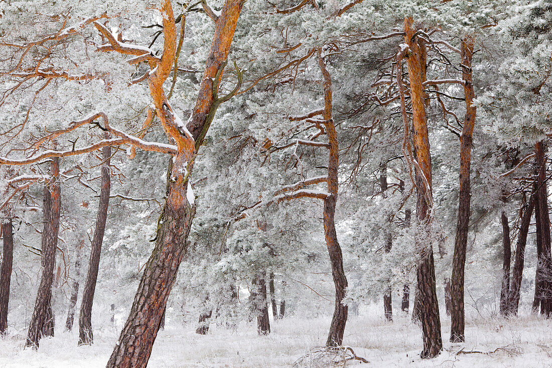 Pine forest with frost, Hohefeldplate nature reserve, Lower Franconia, Bavaria, Germany