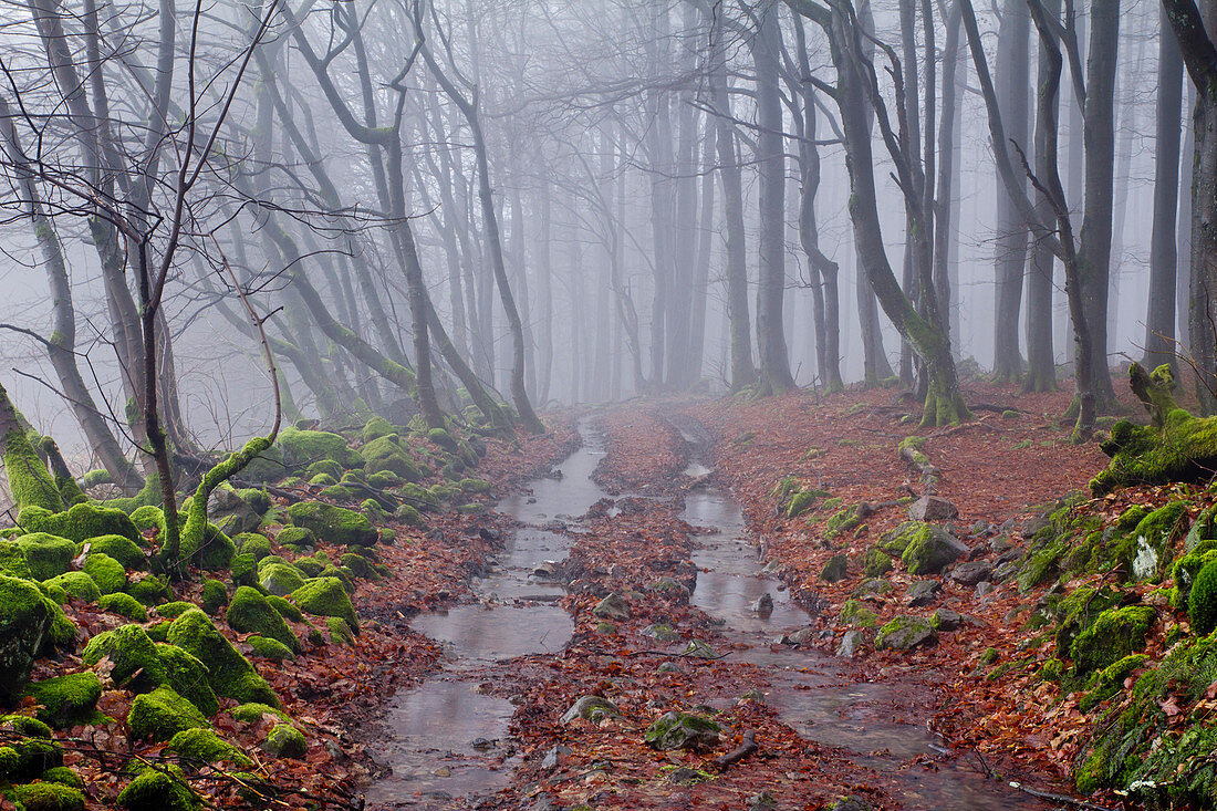 Waldweg umsäumt von bemoosten Steinen, Biosphärenreservat Rhön, Naturpark Bayerische Rhön, Bayern, Deutschland