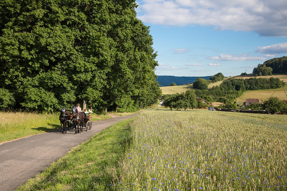 Horse carriage ride along path through fields, Mespelbrunn Hessenthal, Raeuberland, Spessart-Mainland, Bavaria, Germany