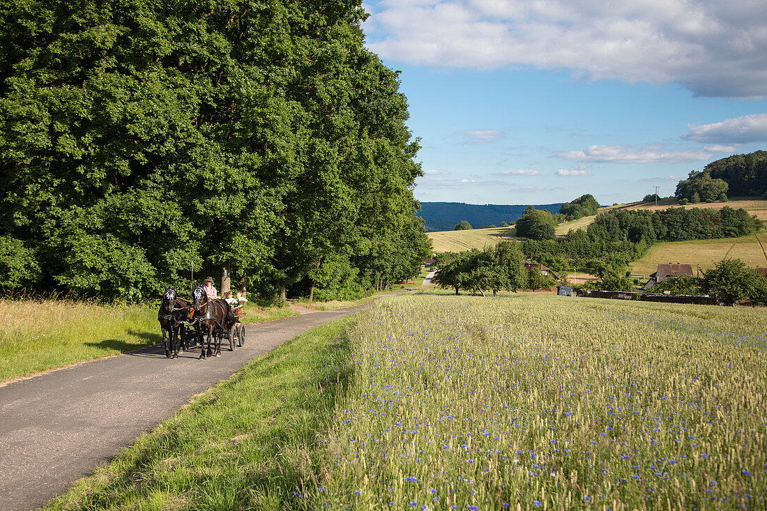 Pferdekutsche fährt auf Weg entlang Feld, Mespelbrunn Hessenthal, Räuberland, Spessart-Mainland, Bayern, Deutschland