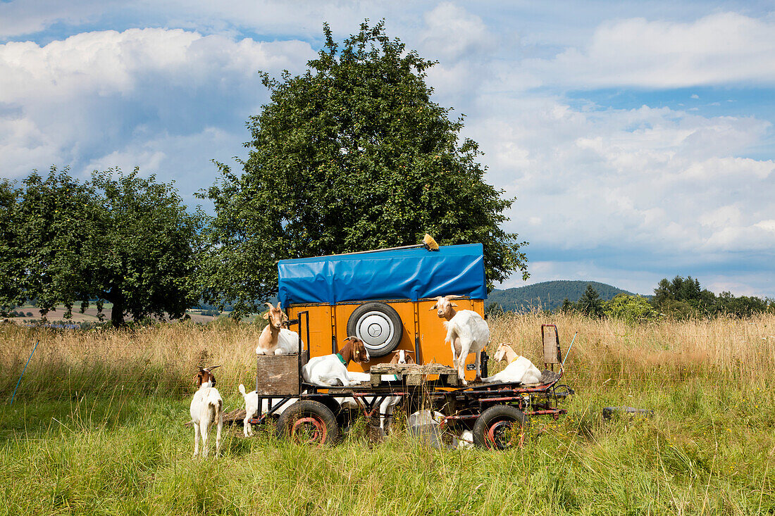 Goats relax on wagon alongside field, Sommerkahl, near Schoellkrippen, Kahlgrund, Spessart-Mainland, Bavaria, Germany
