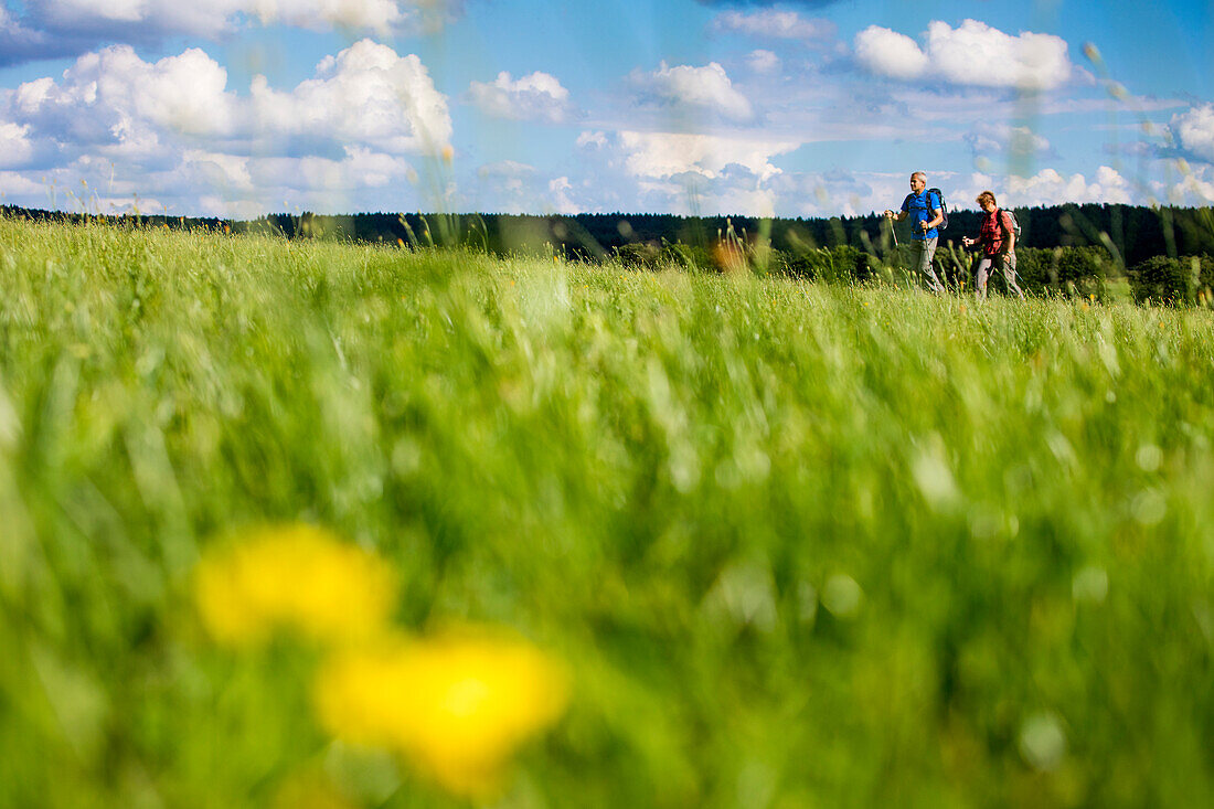 Couple with Nordic Walking sticks hike through meadow with dandelion flowers, Steinau an der Strasse, Spessart-Mainland, Hesse, Germany