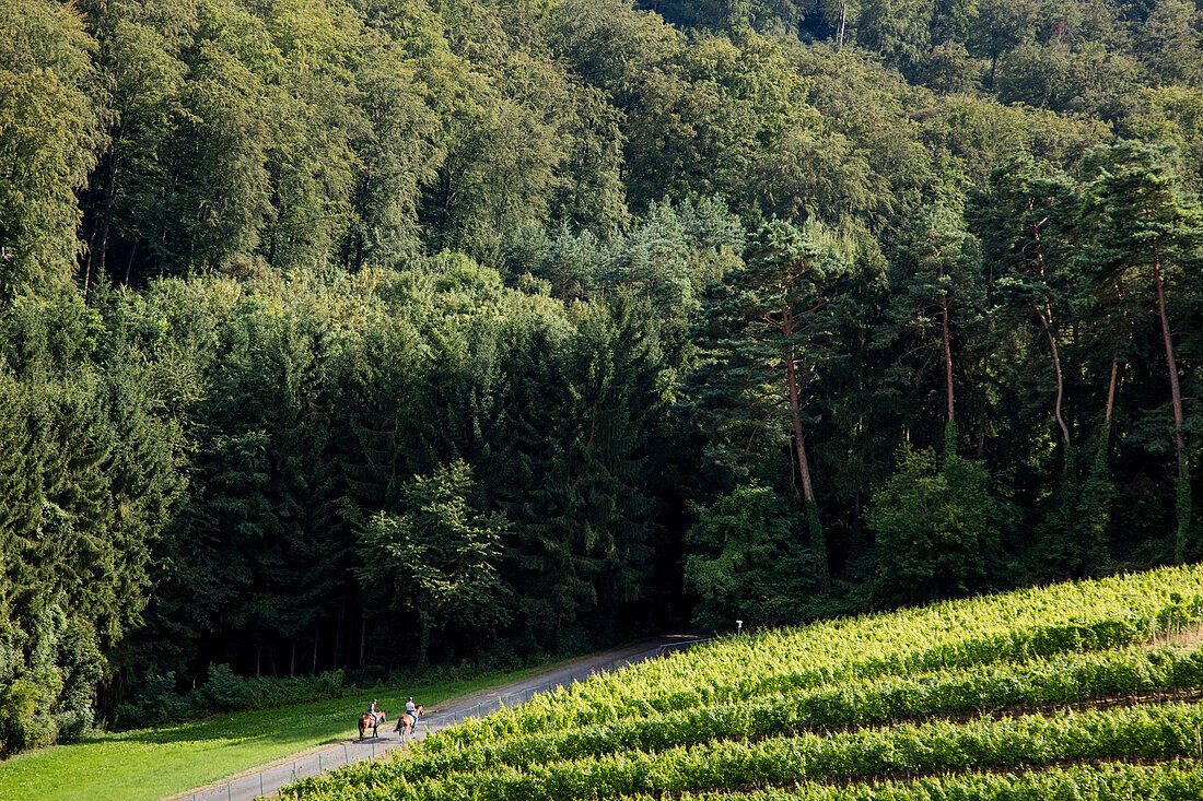 Two people ride horses on path between vineyard and forest, Grossostheim, near Aschaffenburg, Spessart-Mainland, Bavaria, Germany