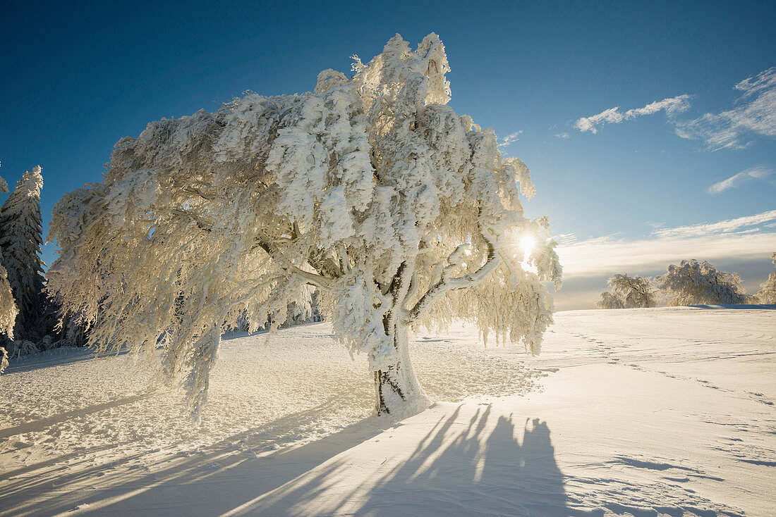 Schneebedeckte Buche (Fagus), Schauinsland, Freiburg im Breisgau, Schwarzwald, Baden-Württemberg, Deutschland