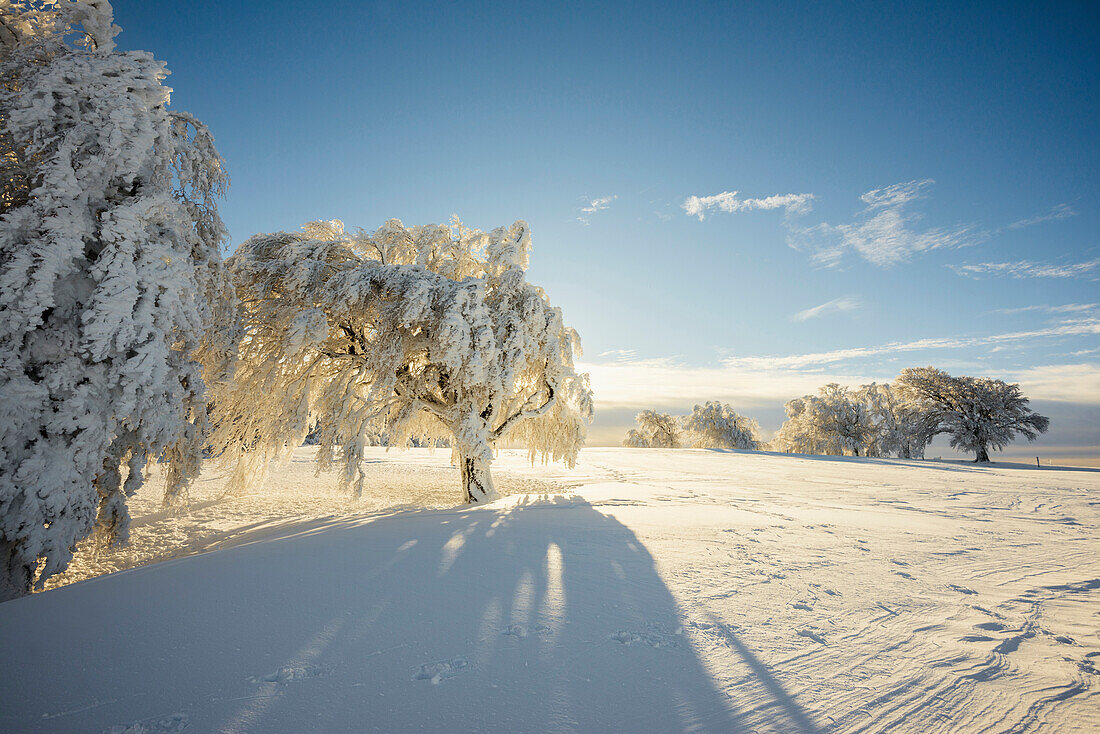 Snowy beech tree (Fagus), Schauinsland, Freiburg im Breisgau, Black Forest, Baden-Wuerttemberg, Germany