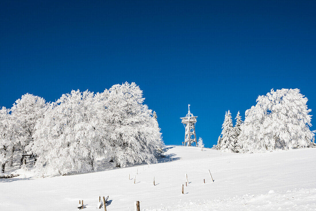 Schneebedeckte Buche (Fagus), Schauinsland, Freiburg im Breisgau, Schwarzwald, Baden-Württemberg, Deutschland