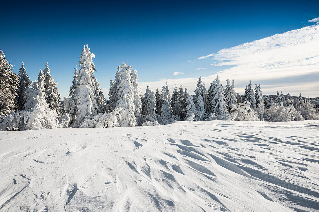 Schneebedeckte Tannen, Schauinsland, Freiburg im Breisgau, Schwarzwald, Baden-Württemberg, Deutschland