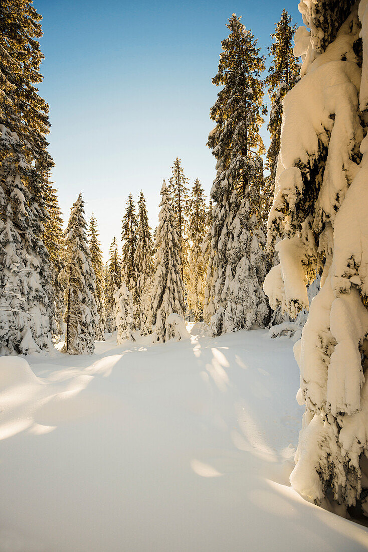Sun shining through snow covered spruce trees, Feldberg, Black Forest, Baden-Wuerttemberg, Germany