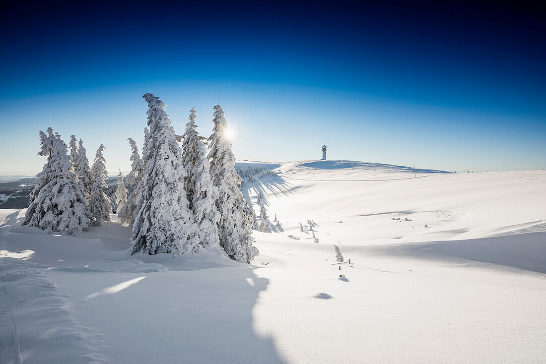 Snowy pine trees on Mount Seebuck, sunrise, Feldberg, Black Forest, Baden-Wuerttemberg, Germany