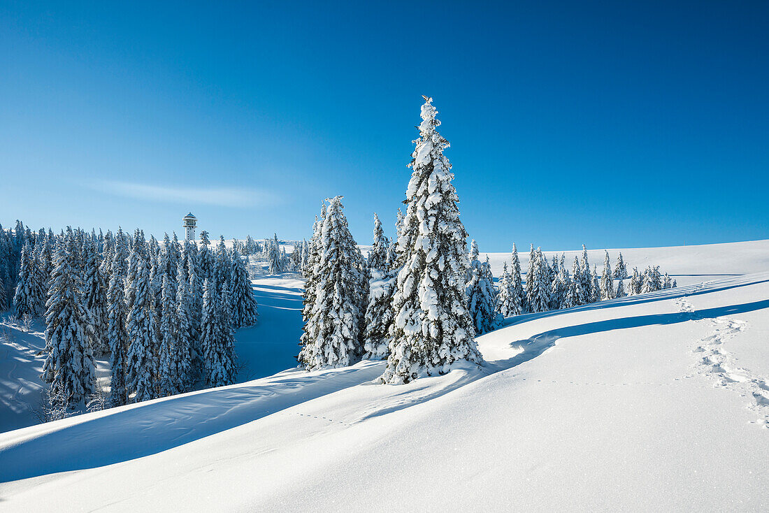 Snowy pine trees on Mount Seebuck, Feldberg, Black Forest, Baden-Wuerttemberg, Germany