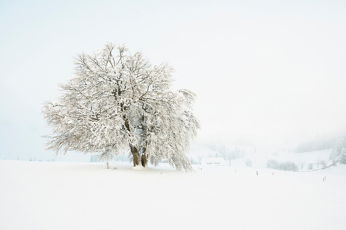 Schneebedeckte Buche (Fagus), Schauinsland, Freiburg im Breisgau, Schwarzwald, Baden-Württemberg, Deutschland