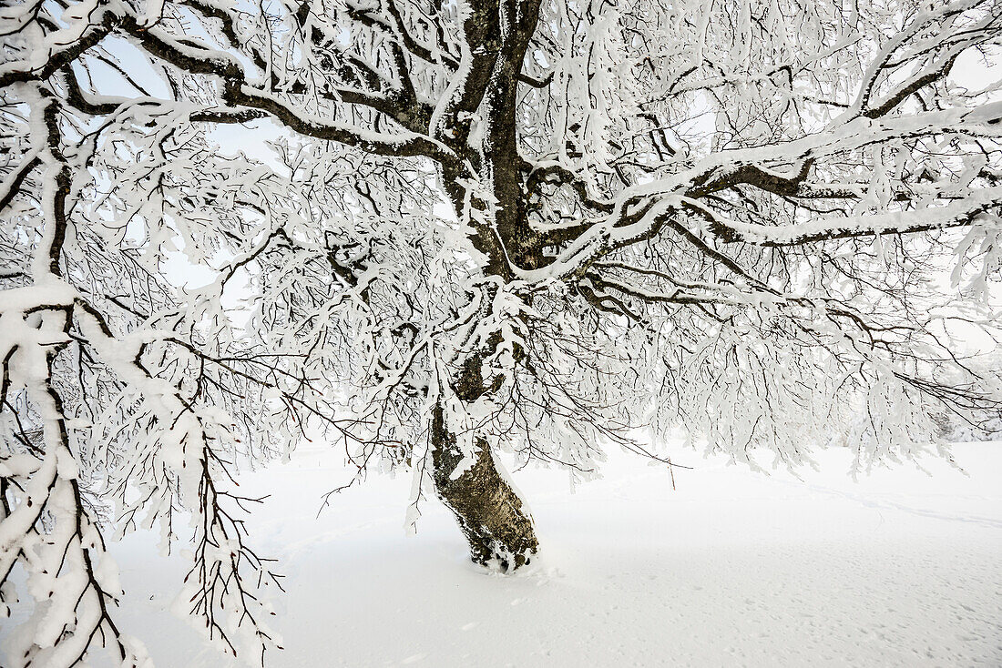 Schneebedeckte Buche (Fagus), Schauinsland, Freiburg im Breisgau, Schwarzwald, Baden-Württemberg, Deutschland