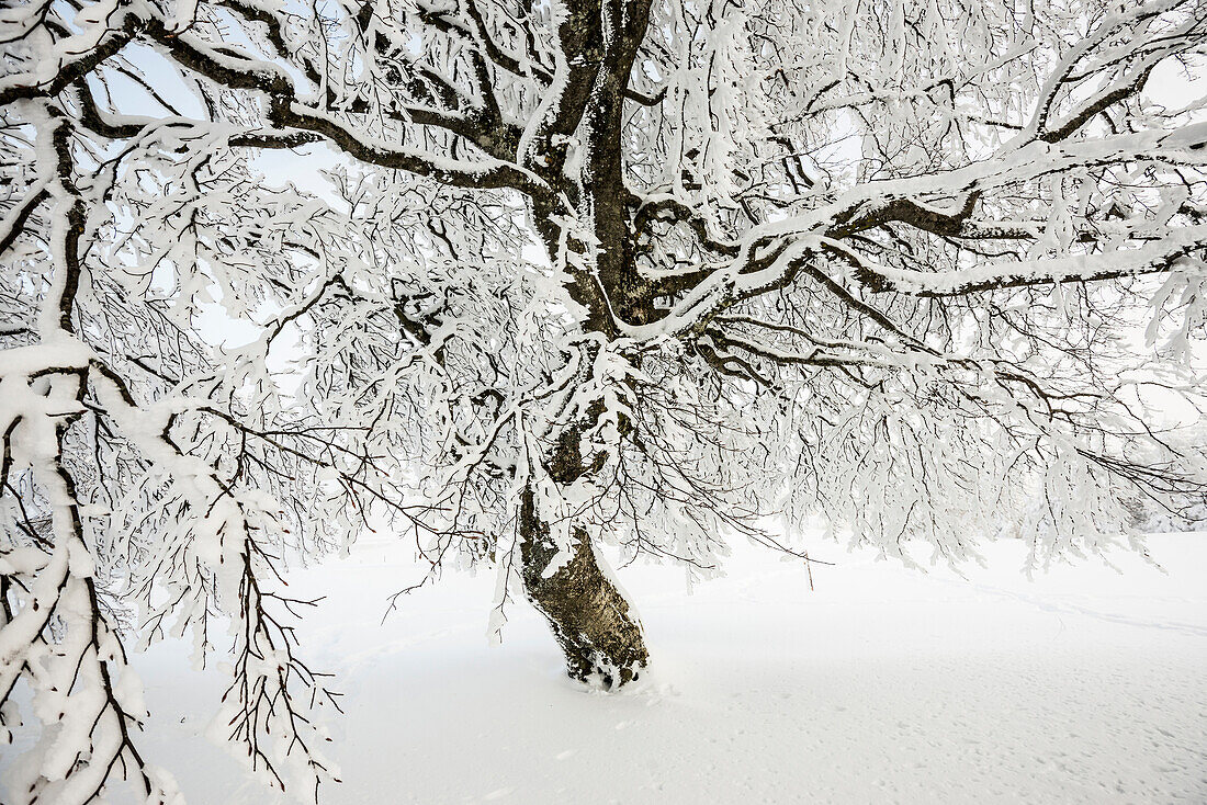 Snowy beech tree (Fagus), Schauinsland, Freiburg im Breisgau, Black Forest, Baden-Wuerttemberg, Germany