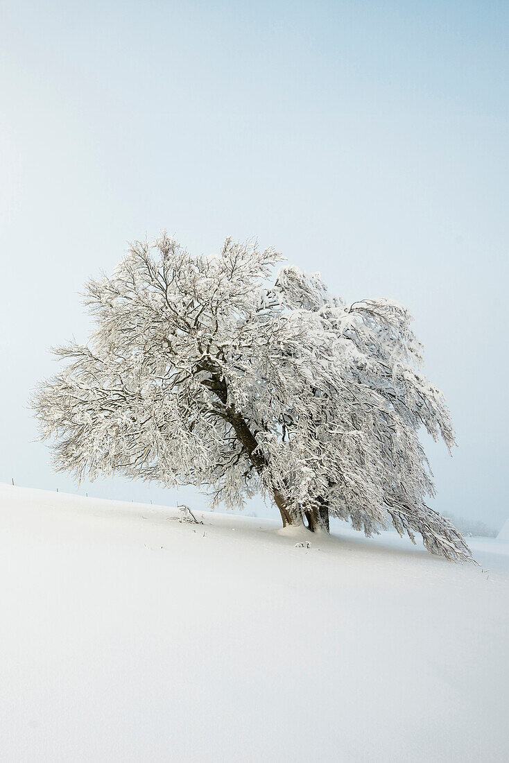 Schneebedeckte Buche (Fagus), Schauinsland, Freiburg im Breisgau, Schwarzwald, Baden-Württemberg, Deutschland