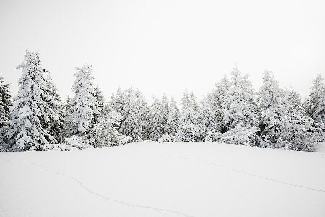 Snowy fir trees, Schauinsland, Freiburg im Breisgau, Black Forest, Baden-Wuerttemberg, Germany