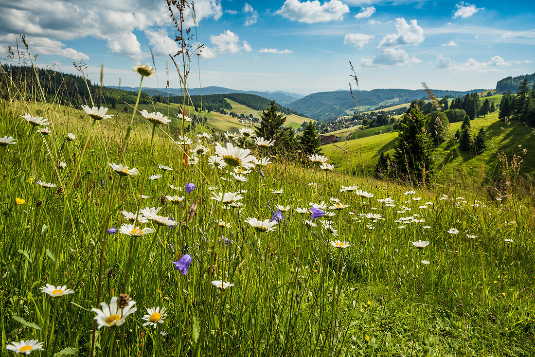 flower meadow, Todtnauberg, Southern Black Forest, Black Forest, Baden-Wuerttemberg, Germany