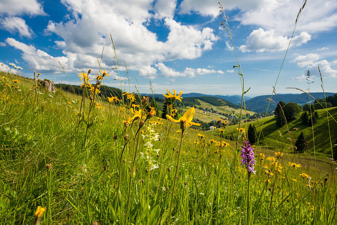 flower meadow, Todtnauberg, Southern Black Forest, Black Forest, Baden-Wuerttemberg, Germany