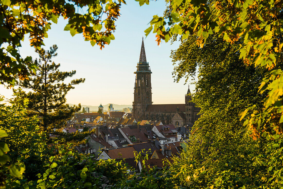 Freiburg Cathedral, sunset, Freiburg im Breisgau, Black Forest, Baden-Wuerttemberg, Germany