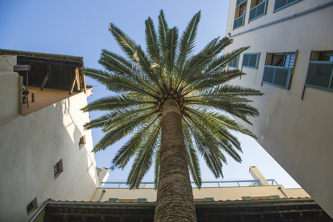 Low angle view of palm tree in courtyard of Hotel Tres boutiqe design hotel, Palma, Mallorca, Balearic Islands, Spain