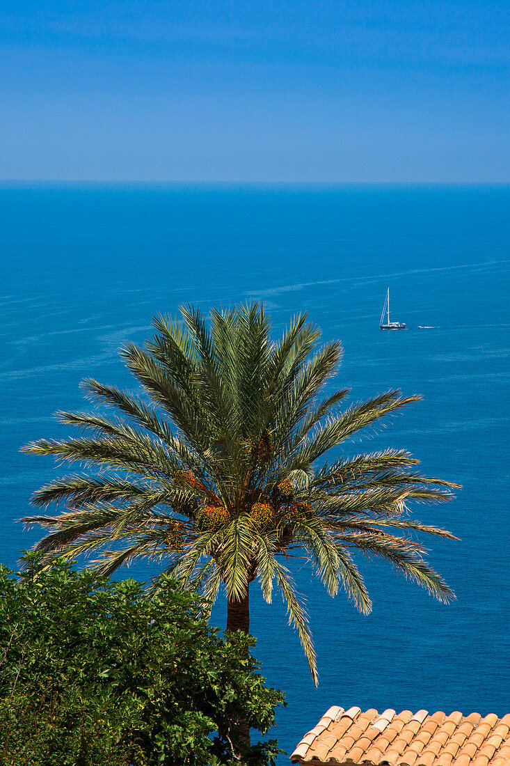 Palm tree, rooftop and sailboat, near Banyalbufar, Mallorca, Balearic Islands, Spain