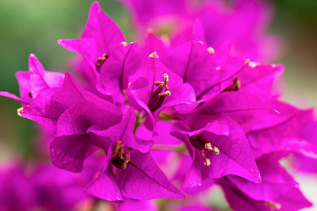 Purpurfarbene Bougainvillea im Garten von Finca Predio Son Serra Hotel, nahe Muro, Mallorca, Balearen, Spanien