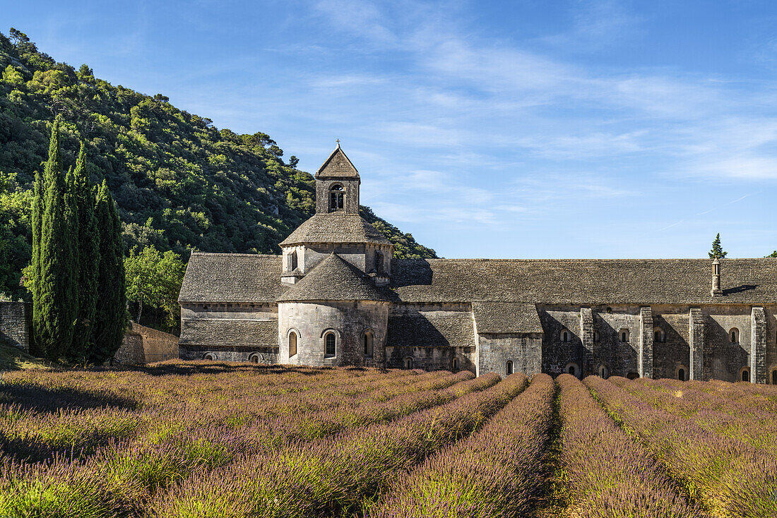 Lavendelfeld vor der Abbaye des Senanque bei Gordes, Vaucluse, Provence, Frankreich