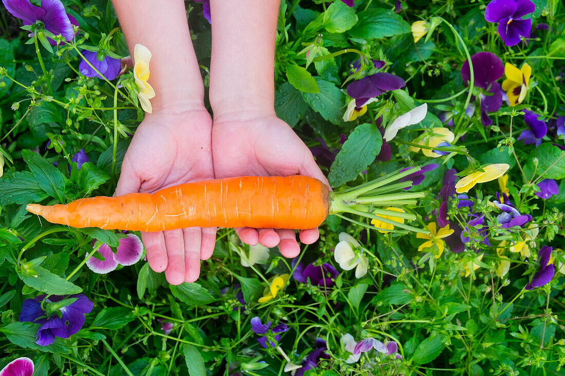 Close up of hands holding carrot over flowers