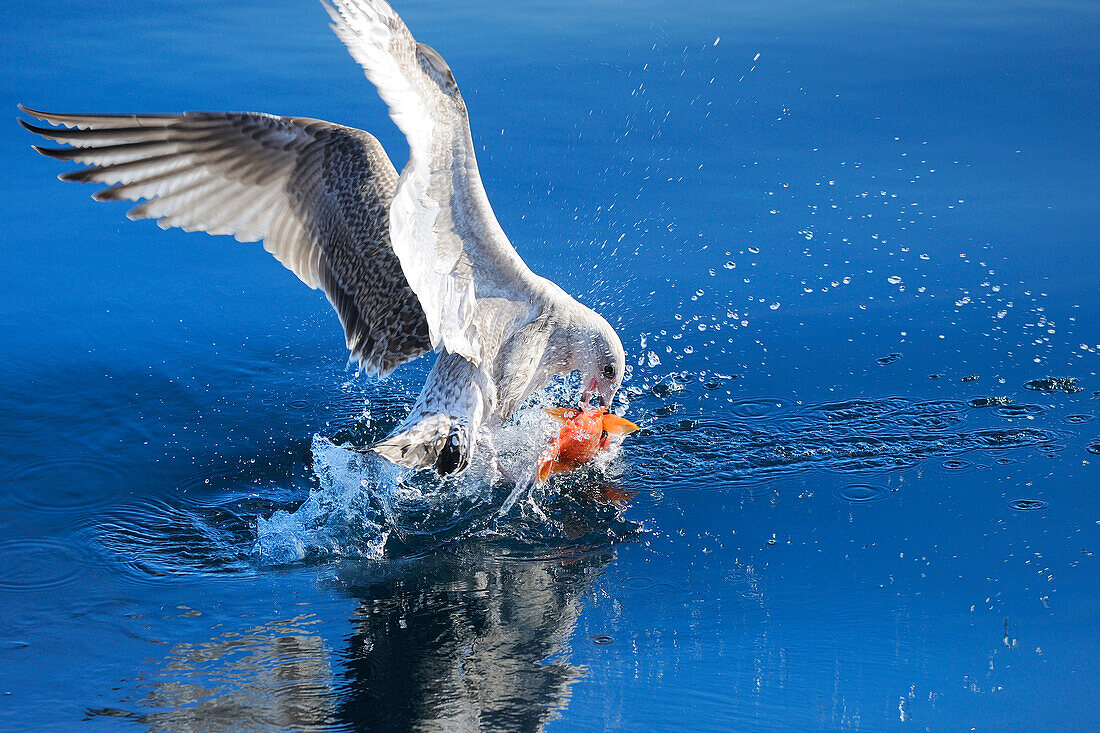 Norway, Nordland County, Lofoten Islands, gull fushing