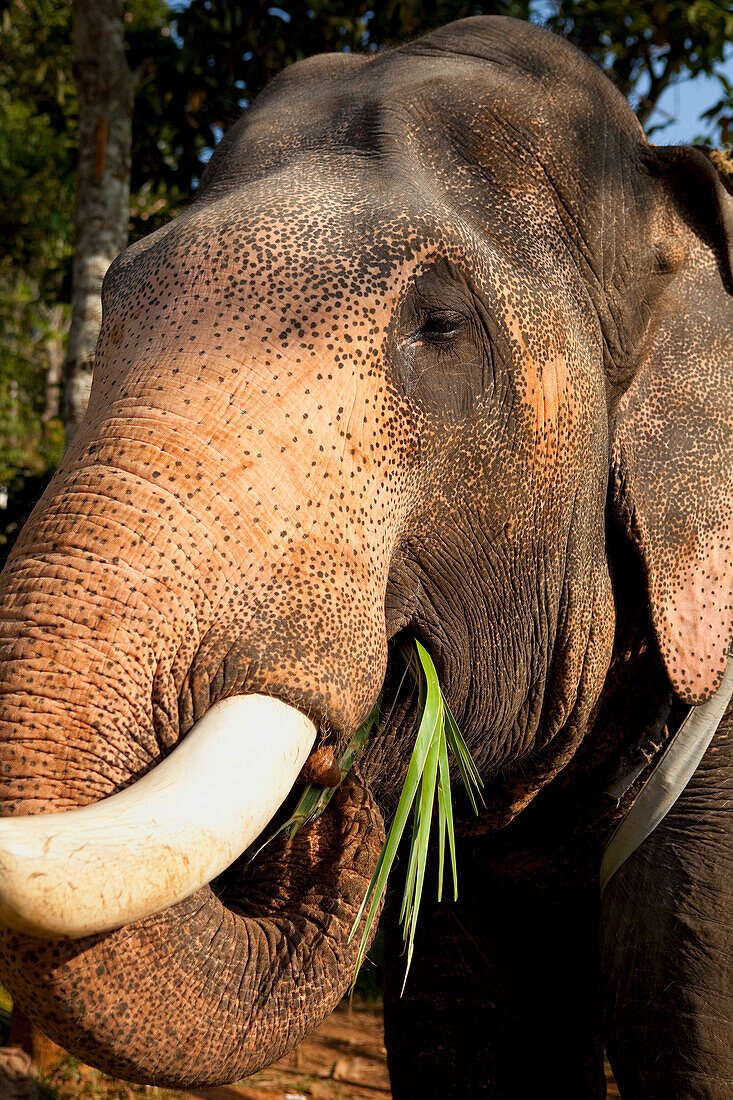 India, Kerala State, Periyar, elephant used for tourist rides