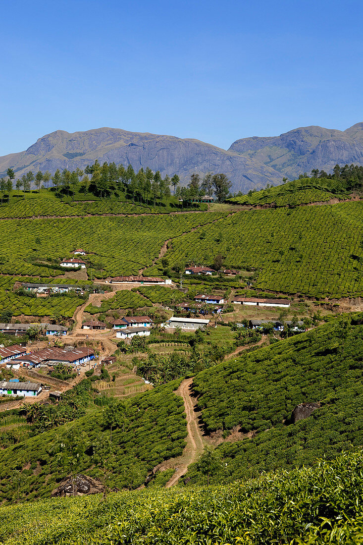 India, Kerala State, Munnar, a village among the tea plantations