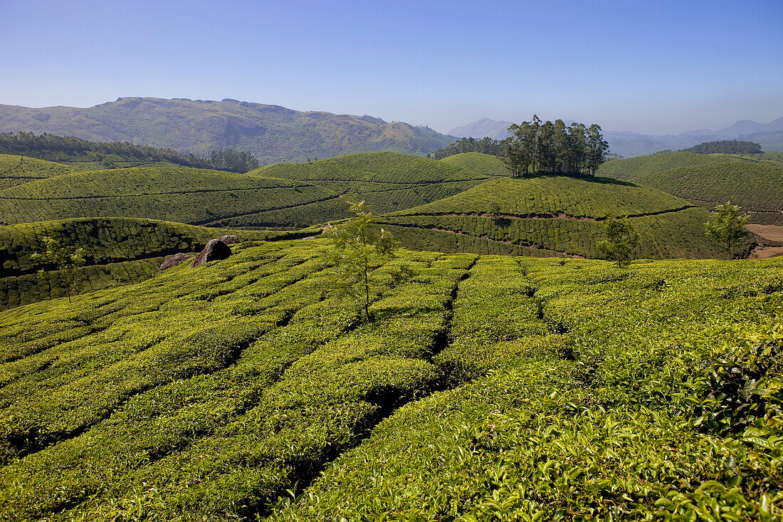 India, Kerala State, Munnar, tea plantations