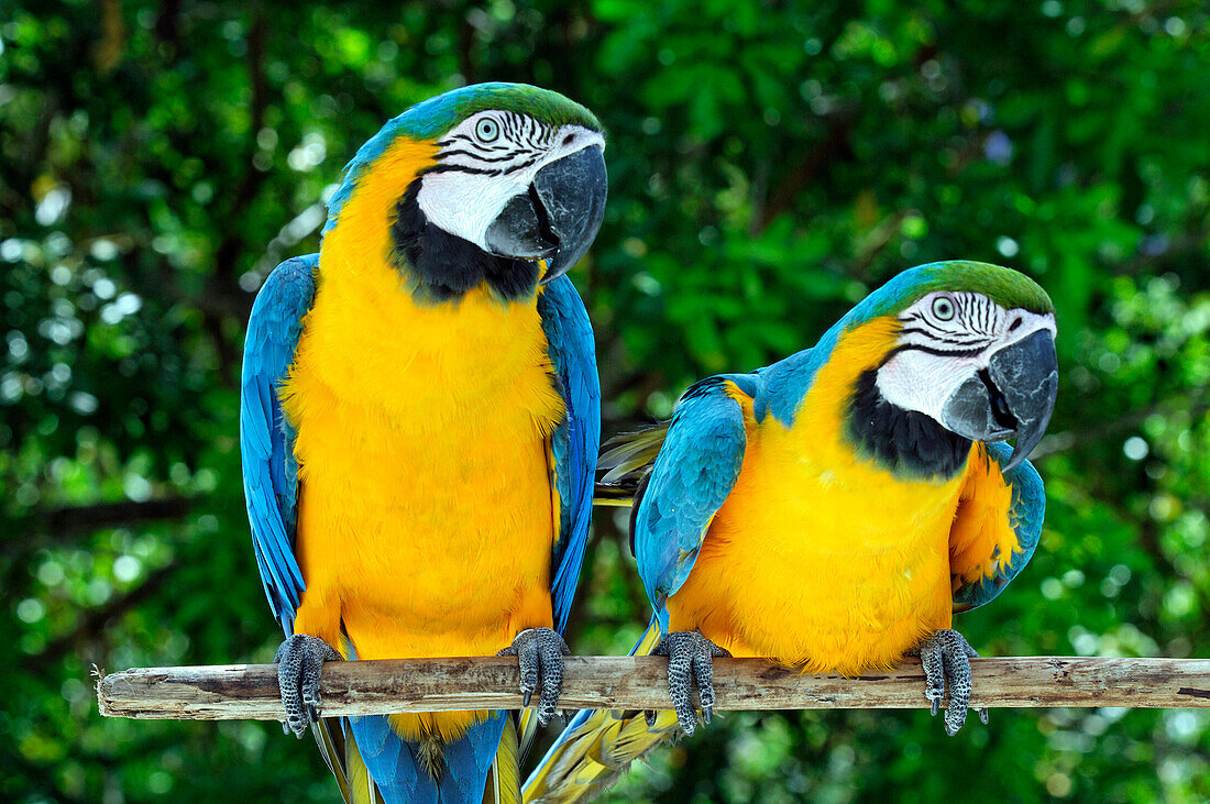 Brazil, Bahia State, Tinhare Island, Morro de Sao Paulo, two blue Macaw parrots