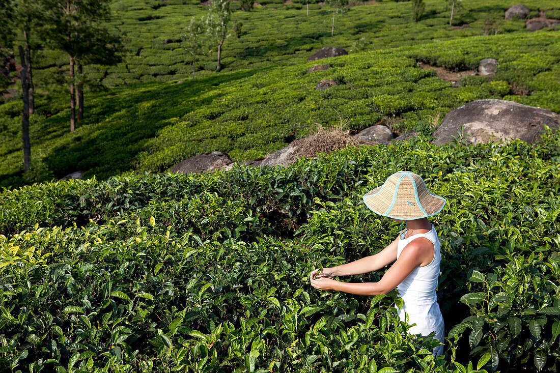 India, Kerala State, Munnar, in the tea plantations, a specialist checks the quality of the leafs