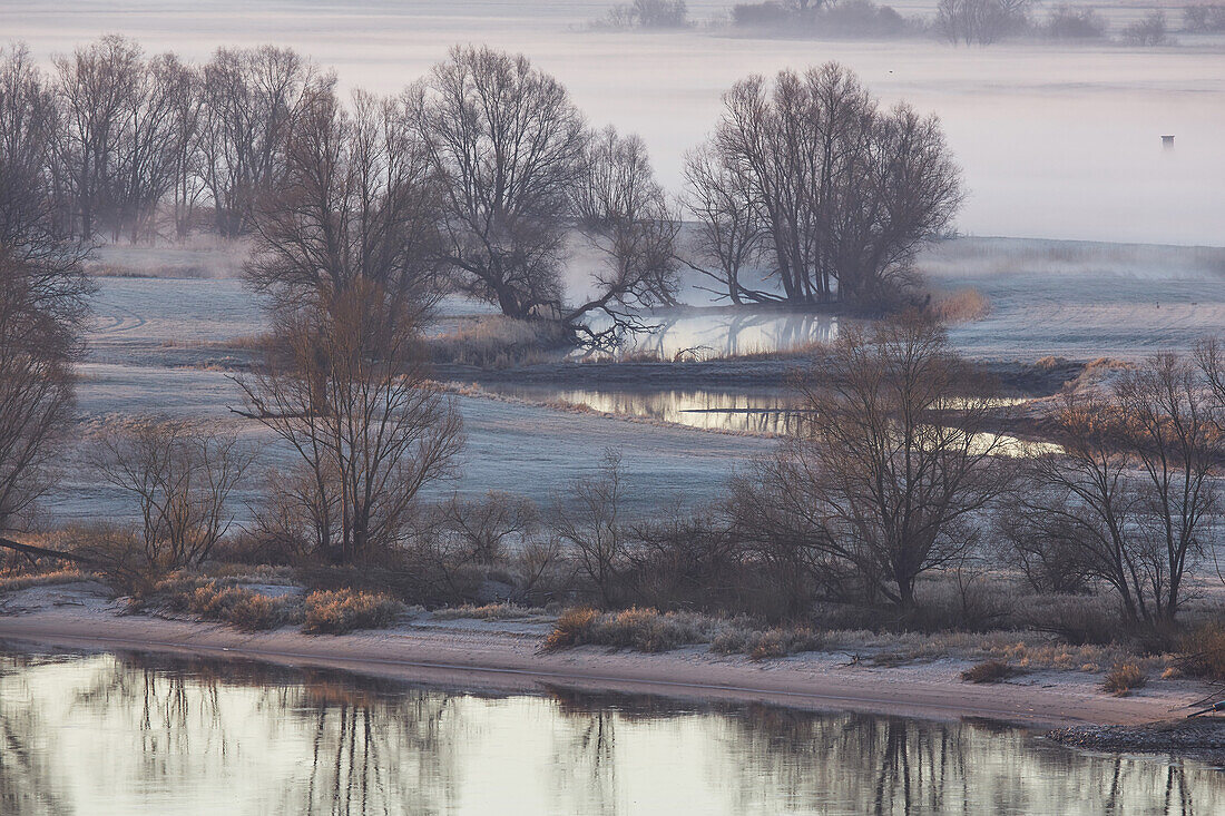 River landscape, Elbe in the morning fog, Boizenburg, Mecklenburg Vorpommern, Germany