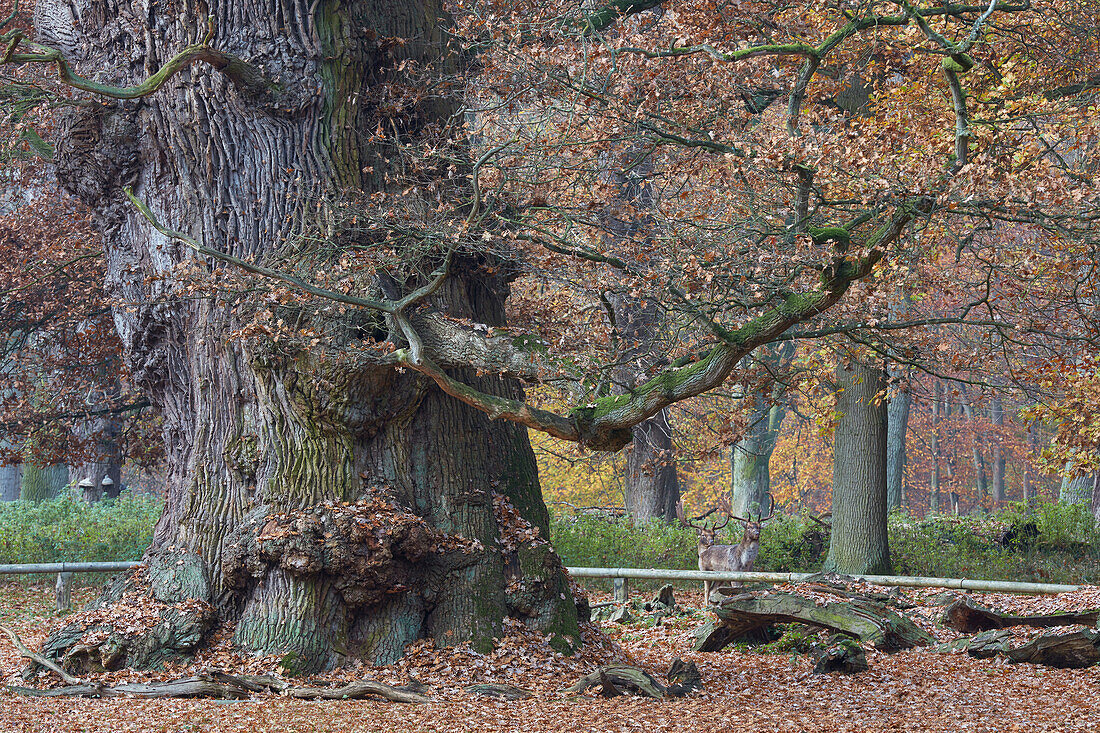 Ivenacker Eichen, National Natural Monument, Mecklenburgische Seenplatte, Mecklenburg-Vorpommern, Germany