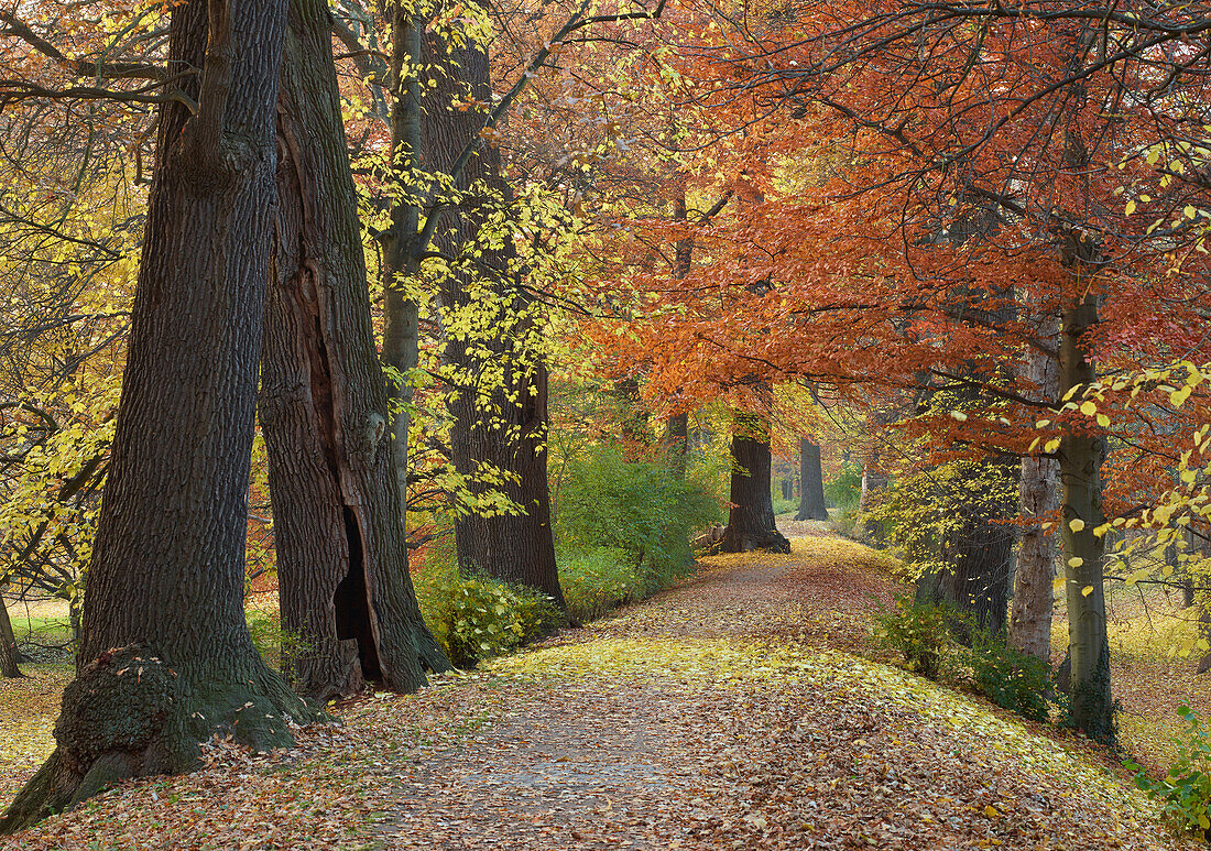 Autumn mood at the Wall in Neubrandenburg, Mecklenburg Vorpommern, Germany