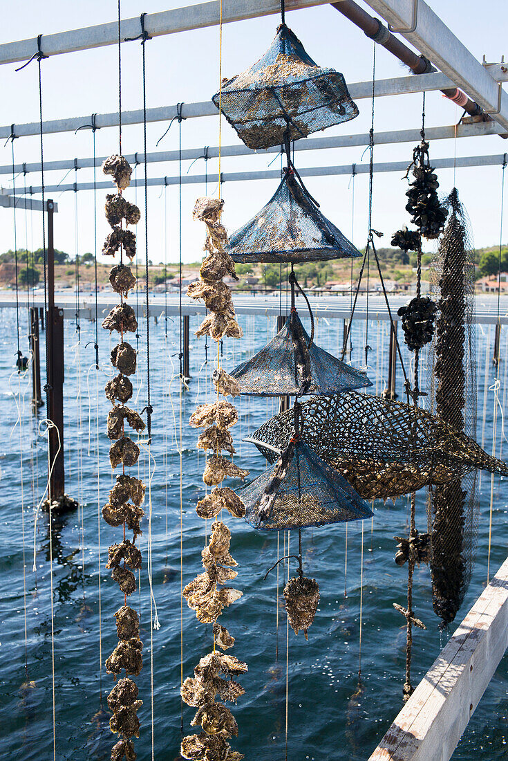 Hanging oysters, Étang de Thau, Bouzigues, Mediterranean Sea, Hérault, Languedoc Roussillon, France