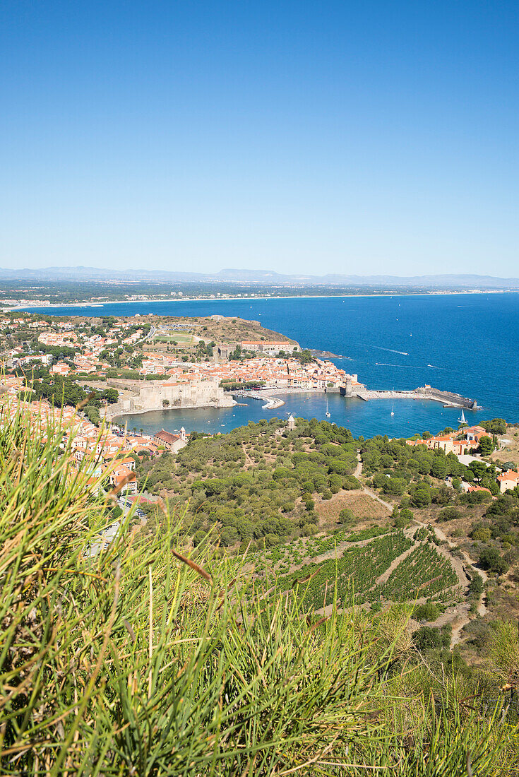 Blick auf Collioure und die Weinberge, Côte Vermeille, Mittelmeer, Pyrénées Orientales, Occitanie, Languedoc-Roussillon, Frankreich