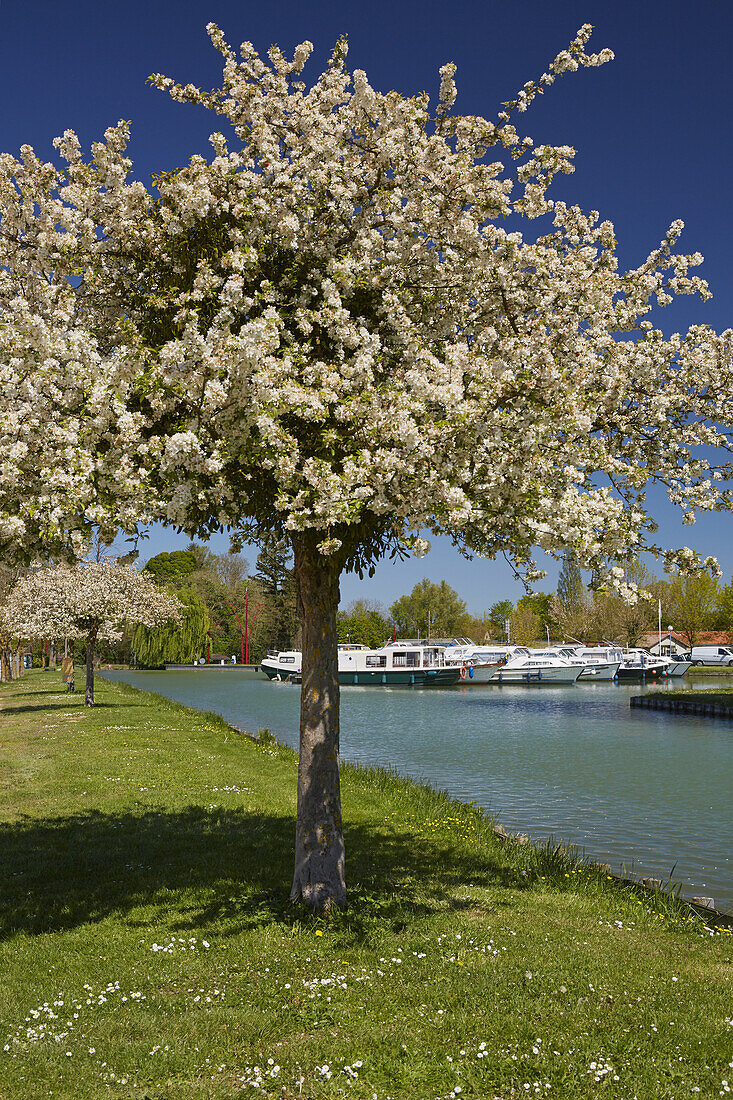 Blooming apple tree at the Port-de-Plaisance at Saint-Florentin , Canal de Bourgogne , Departement Yonne , Burgundy , France , Europe