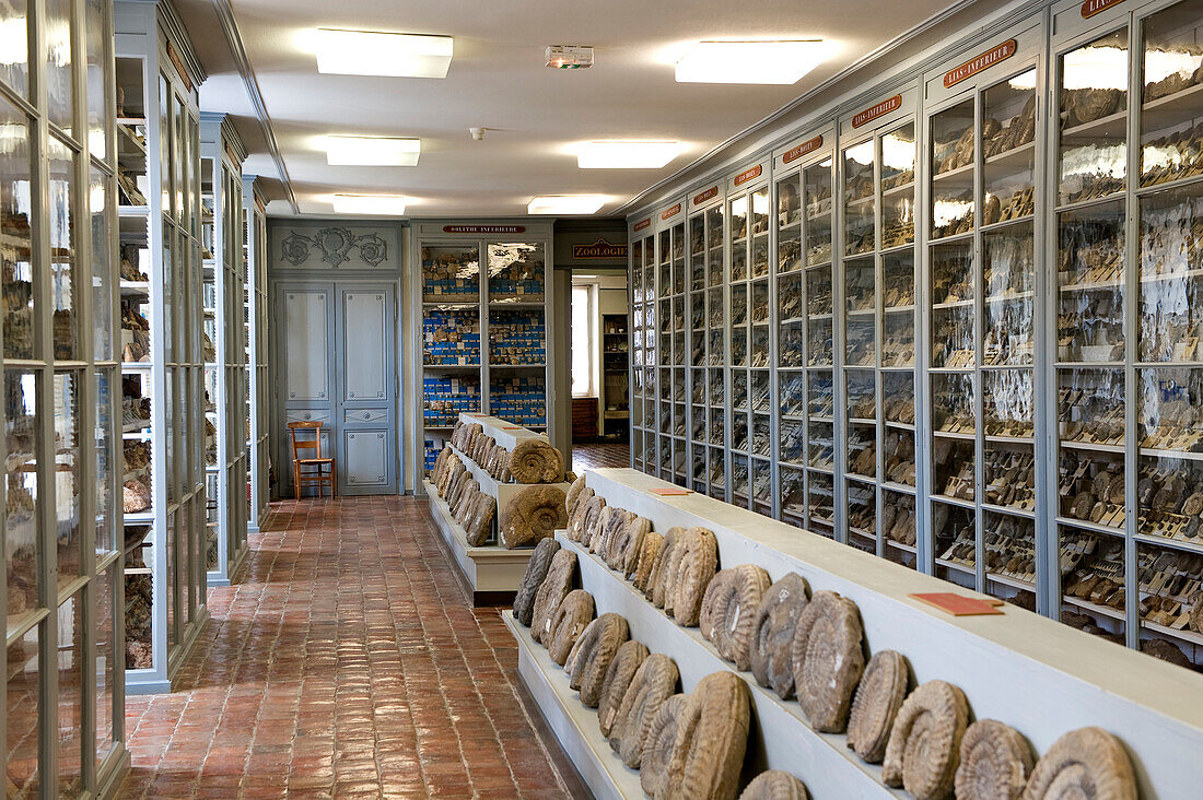 France, Cote d'Or, Semur en Auxois, the Municipal Museum (Natural History)