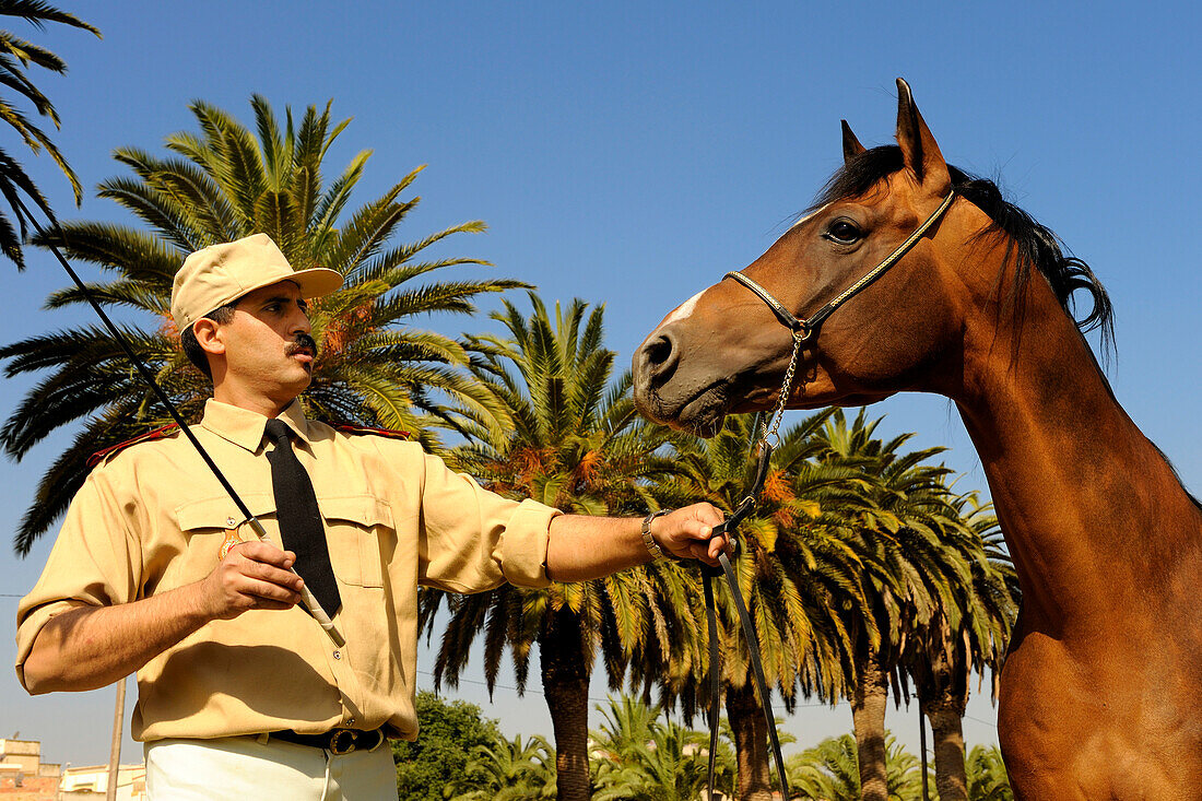 Morocco, Meknes Tafilalet Region, Royal Stud farm of Meknes, Jumbo Vargas thoroughbred Arabian horse