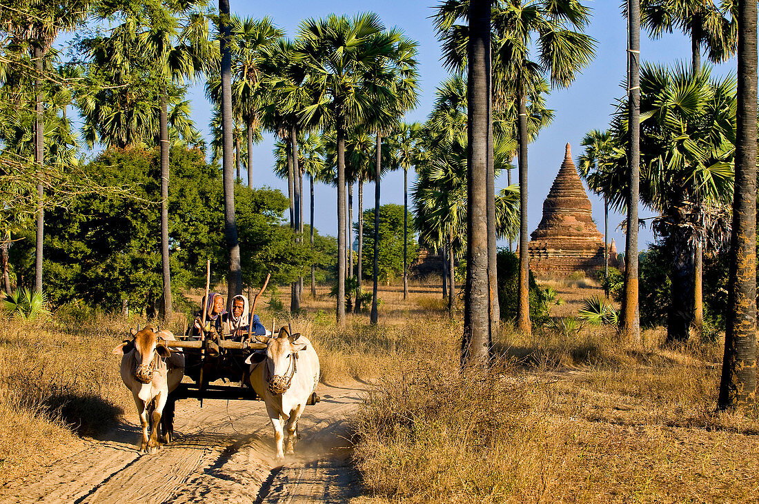 Myanmar (Birma), Mandalay, Bagan (Heide), Old Bagan, Ochsenkarren