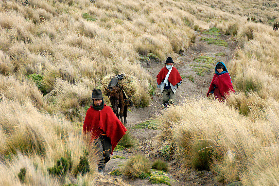 Ecuador, Provinz Chimborazo, Anden, Vulkan Chimborazo, nehmen Sie die Blöcke des Eises auf Esels zurück durch die Höhe toundra, dass die Eismänner auf den Märkten des Tales verkaufen