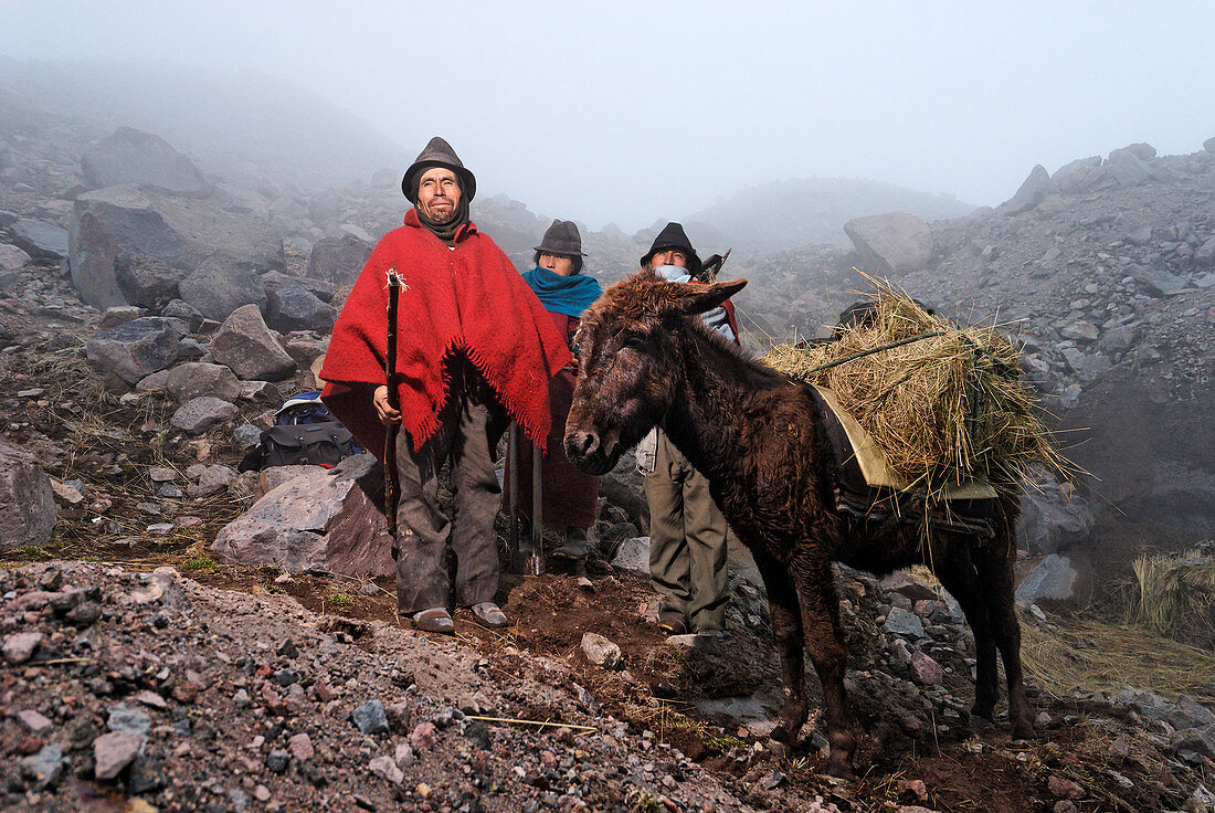 Ecuador, Provinz Chimborazo, Anden, Vulkan Chimborazo, 4600 m hoch, die Eismänner Reise auf Esels Rücken mit Blöcken von 50 kg Eis