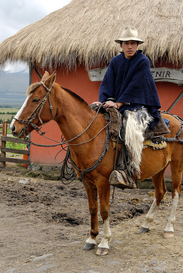 Ecuador, in der Provinz de Cotopaxi, Anden, Cotopaxi Nationalpark, Hacienda El Porvenir, Chagra Sammeln von wilden Pferden rund um Vulkan Cotopaxi