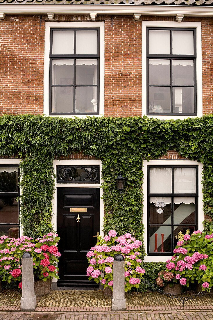 Netherlands, Friesland Province, Harlingen, house facade with its hydrangeas