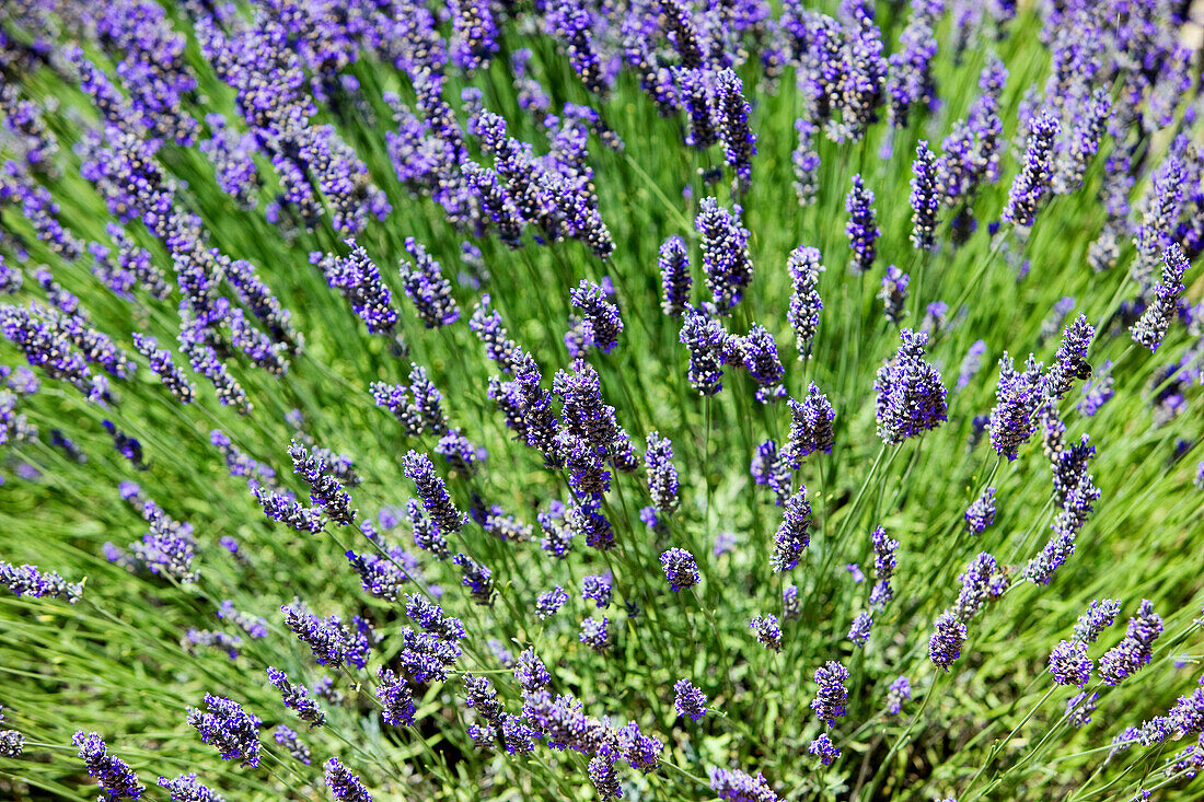 France, Vaucluse, Sault, lavender fields